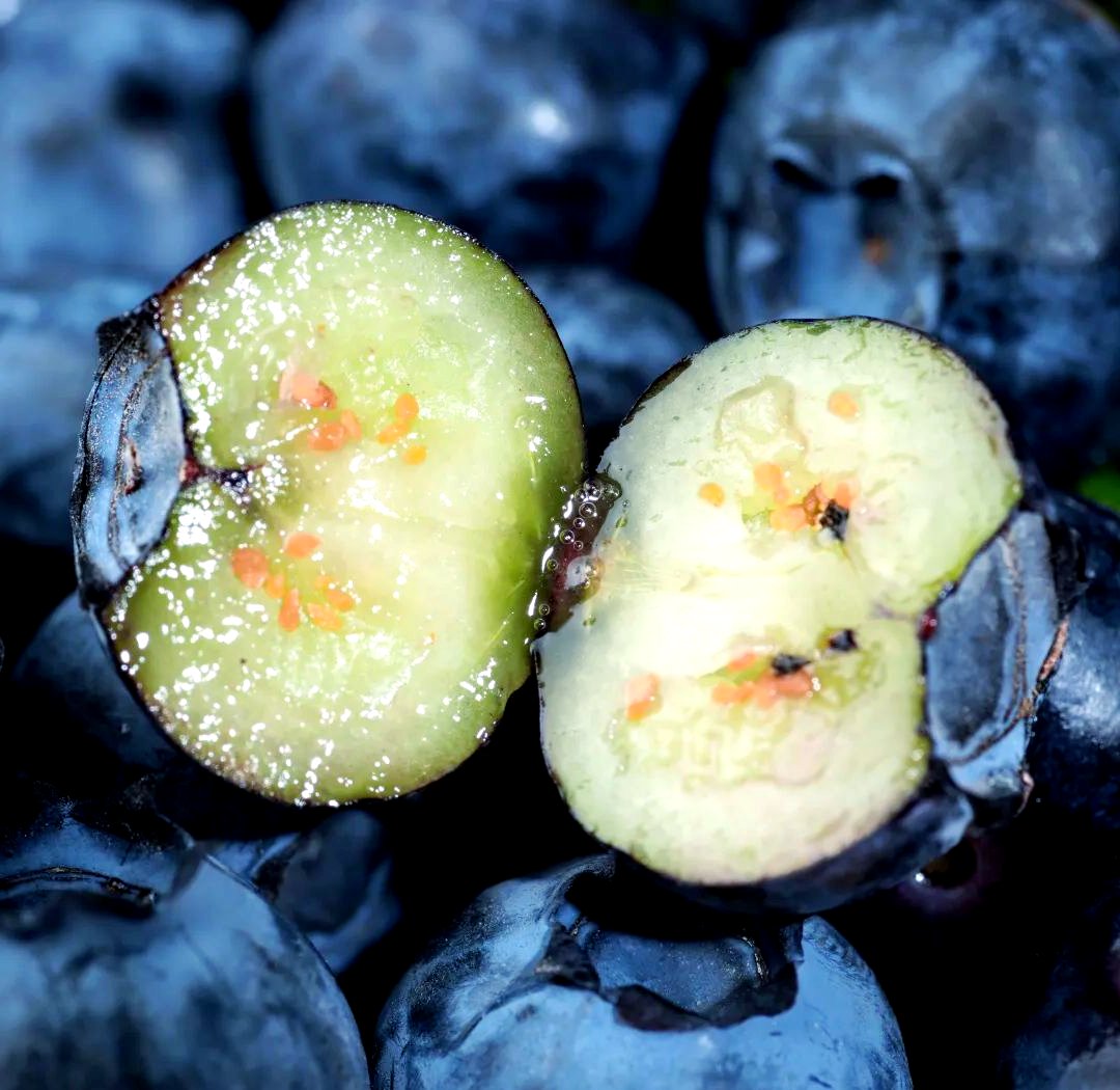 AmandaWoodzwfq's tweet photo. Just tried fresh wild blueberries from Oregon—bursting with juicy sweetness, zero bitterness, and plump texture perfect for morning oats or snacking. 10/10 would restock! https://t.co/LntAD1YAiG
