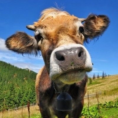 CambamMoos's tweet photo. You got games on your phone https://t.co/xhNWz9rCjf