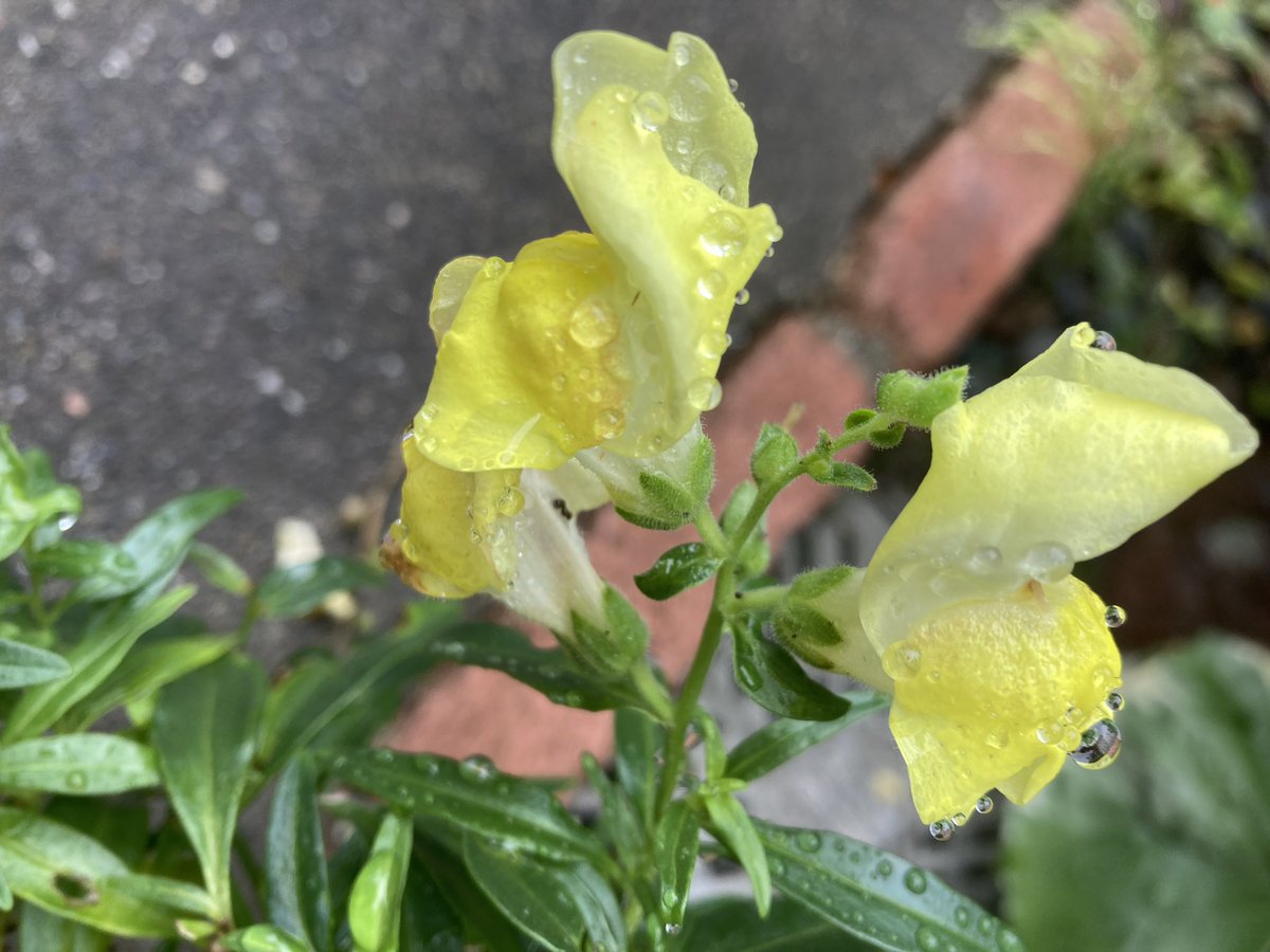 mitimam's tweet photo. お早うございます🙇‍♀️
曇り。
これからまた雨が降るかも？
今日もよろしくお願いし🙇‍♀️
良い一日をお過ごし下さいね😊
#イマソラ　#ニワノハナ
#シズク https://t.co/MsvPSifcop