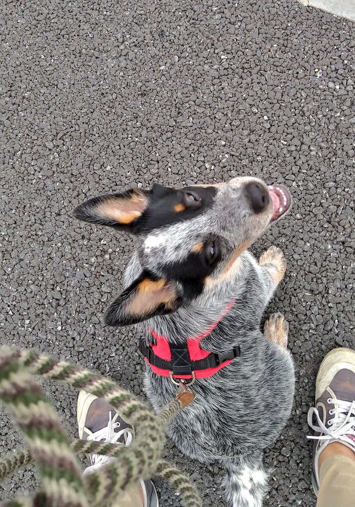 Chicoli07's tweet photo. キャトルの子犬はとてもかわいい💕

#みんなのパピパピ姿見せて https://t.co/xdbc2dJXZt