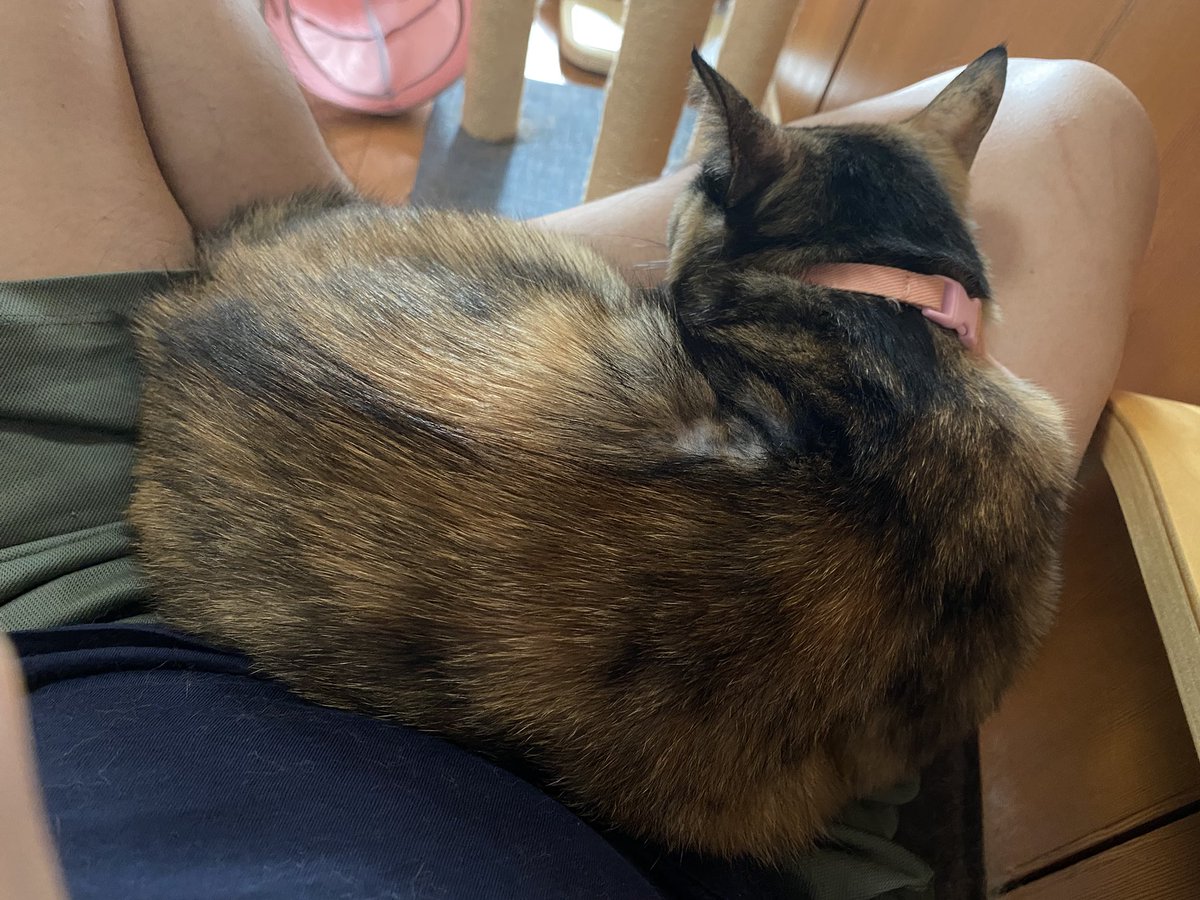 taichanmin's tweet photo. 食べて軽くお散歩（室内）したらお昼寝（お朝寝？）ฅ•ω•ฅ

#猫のいる暮らし
#猫好きさんと繋がりたい
#サビ猫はいいぞ
#顔黒組合 https://t.co/yQEeYetzT8