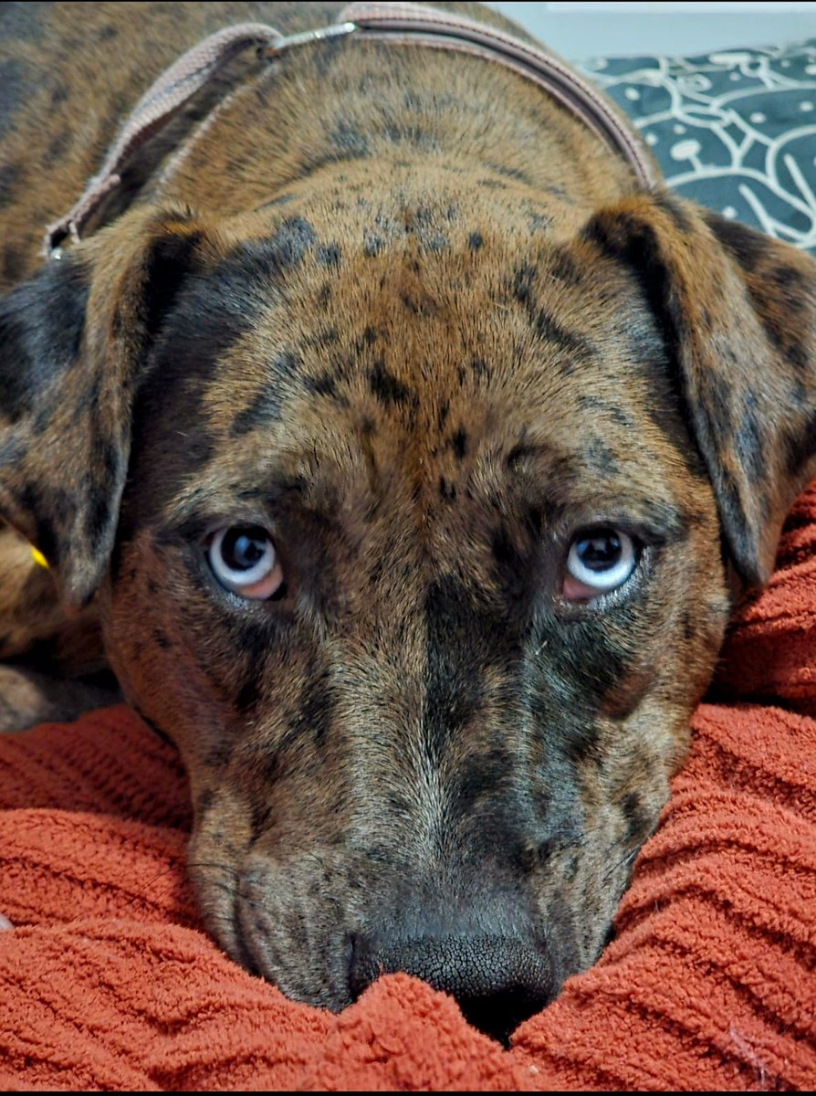 Tee168's tweet photo. @JohnDParody Maya, my Catahoula Leopard 💞 https://t.co/WmqH3BPjXb
