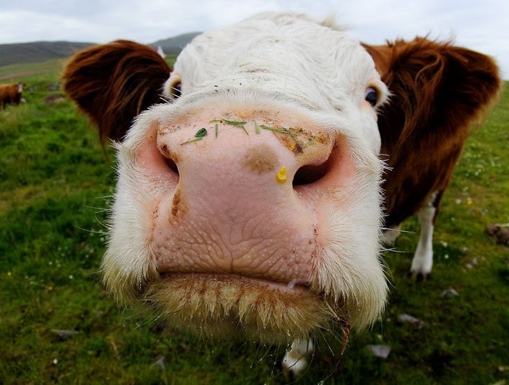 DailyCattle's tweet photo. ★ | Happy Snout Saturday!! https://t.co/yrFh3zxJdP