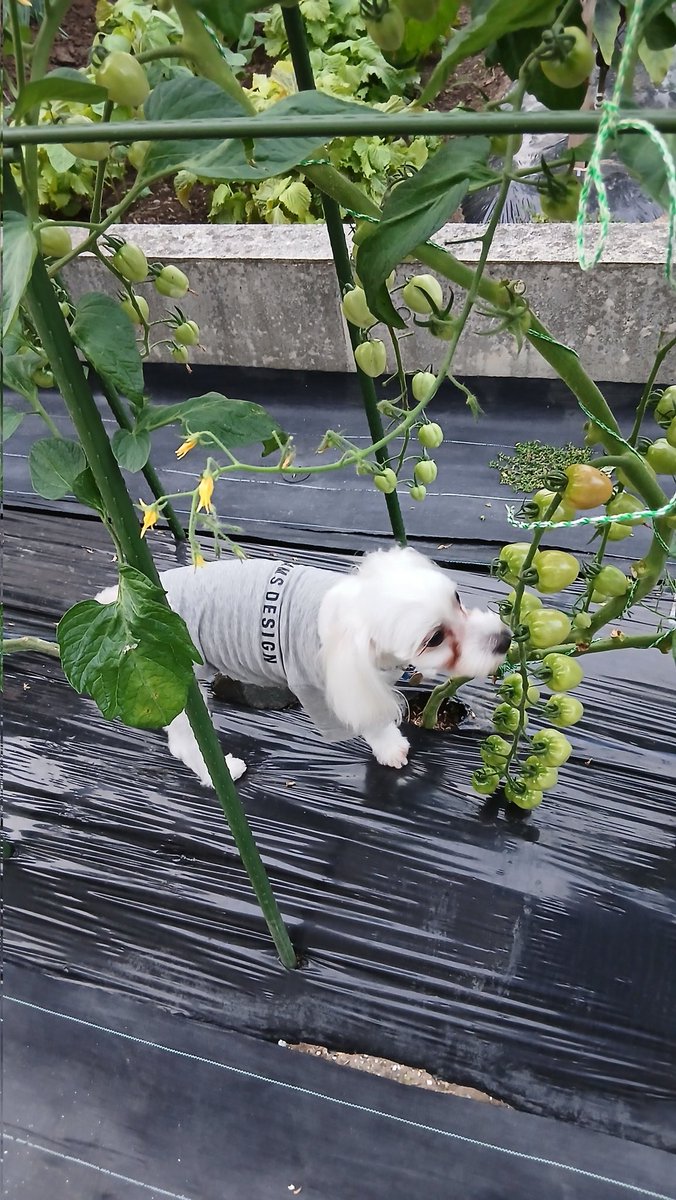 ilsoracbw's tweet photo. トマトのチェックをする犬 https://t.co/EL5rSA3rRM