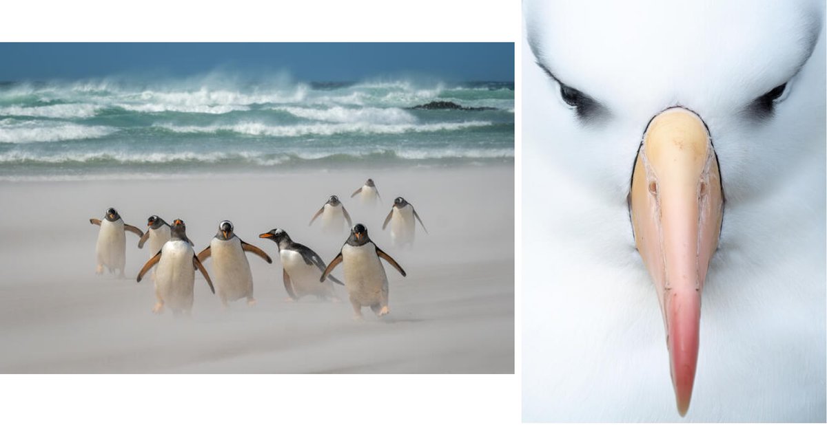 Fujirumors's tweet photo. Fujifilm X-H2S Photographer Snaps 2nd and 3rd Place at International Bird Photography Contest
https://t.co/YTTNYsKXsv https://t.co/2Y4WGJvH2j