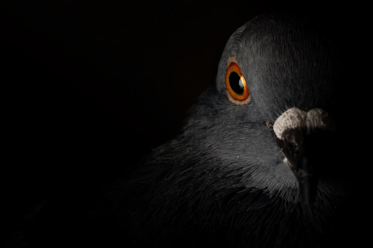 pigeontheblock's tweet photo. a glimpse into my dark reality https://t.co/eLMqjV5tg6