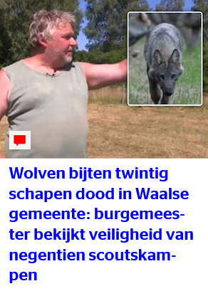 dirk_vandebergh's tweet photo. Ik heb het al gezegd en blijf het zeggen. De ciminelen die die wolven hier uitgezet hebben moeten vervolgd worden en de wolven zelf moeten afgemaakt worden. Ze horen hier niet (langer) thuis. 😠😠 https://t.co/fSmaGnrpBE