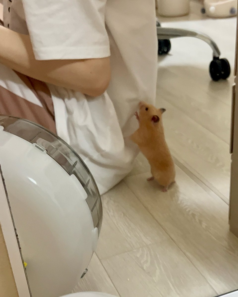hamham170121's tweet photo. 背中トントンされて鏡越しに見たらこれ。
たいへん愛しい https://t.co/ZYUYOGHdio
