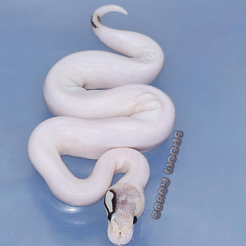 LivingArtReptil's tweet photo. Serpente beddu! 🙂 Eramosa Pastel Suma Pied Ball Python (Python regius). Photo: Corey Woods. #baby #snake #reptile #livingart #python #constrictor #breeding #ballpython #royalpython #pythonregius #livingartreptile #livingartreptiles https://t.co/06mvrql3X1