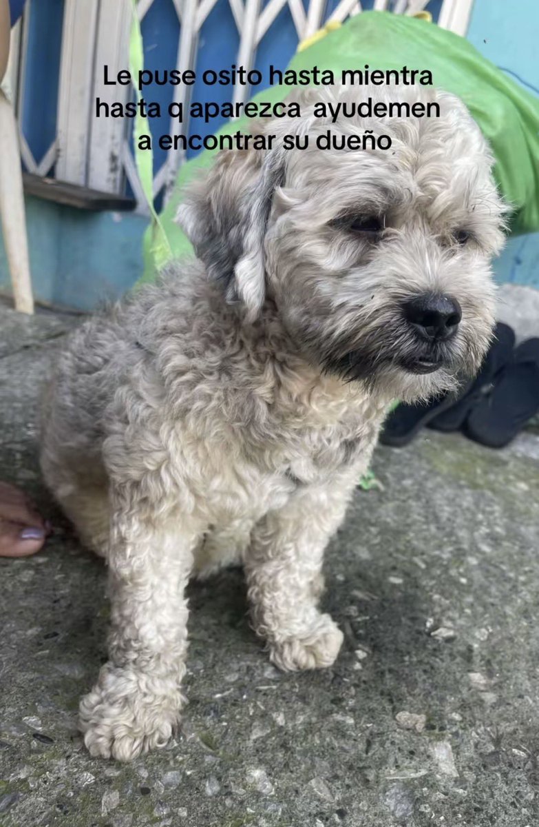 AlertaMePerdi's tweet photo. #PERDIDA #PLAYAS
Nombre: #shanny
Fecha: 2026-07-03
Sector: Centro, Playas sector esterillo 
Sexo: Hembra
Raza: Pomerania
Observación: Color crema
Contacto: 0986057860
¡Ayúdalo a volver con su familia!
 #AlertaMePerdí https://t.co/MEP4oyR6tC