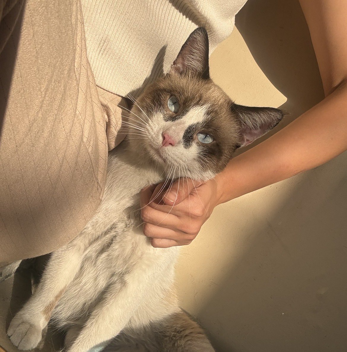AlertaMePerdi's tweet photo. #ENCONTRADO #GUAYAQUIL
Fecha: 2026-05-01
Sector: Norte, Guayacanes 1 cerca del upc de sauces 6
Sexo: Macho
Raza: Siames mestizo
Observación: Tiene mancha en la cara
Contacto: 0998971929
¡Ayúdalo a volver con su familia!
 #AlertaMePerdí https://t.co/eyMz4x7pep