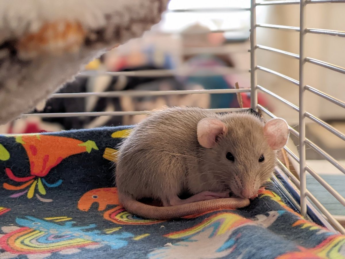 KiRAWRart's tweet photo. According to my schedule I'm supposed to make a Small Business Saturday post today, but my family grew by 4 yesterday and I'd much rather subject you to photos of them instead 🤭

Meet Lace, Thimble, Buttons, &amp; Bobbin! 🐀💕

#petrats #fancyrats #ratsoftwitter https://t.co/LjUVvETkAR