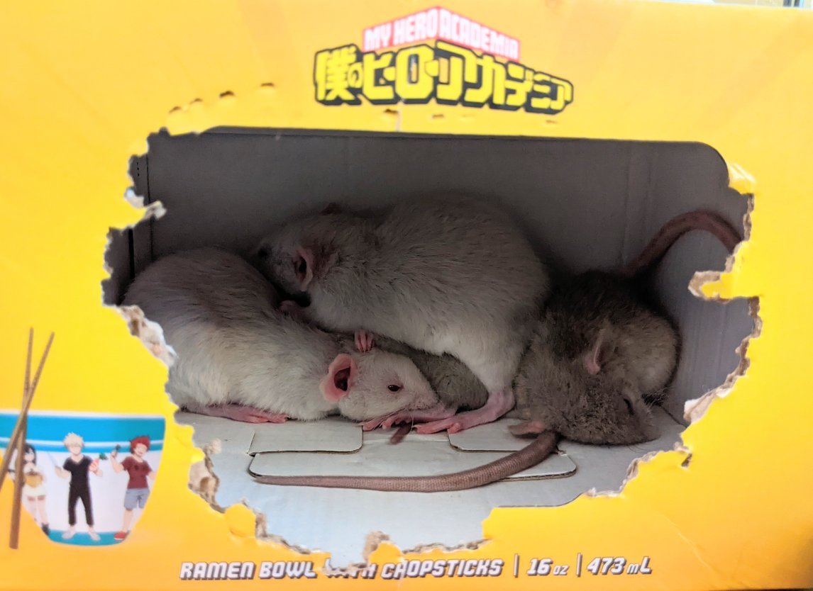 KiRAWRart's tweet photo. According to my schedule I'm supposed to make a Small Business Saturday post today, but my family grew by 4 yesterday and I'd much rather subject you to photos of them instead 🤭

Meet Lace, Thimble, Buttons, &amp; Bobbin! 🐀💕

#petrats #fancyrats #ratsoftwitter https://t.co/LjUVvETkAR