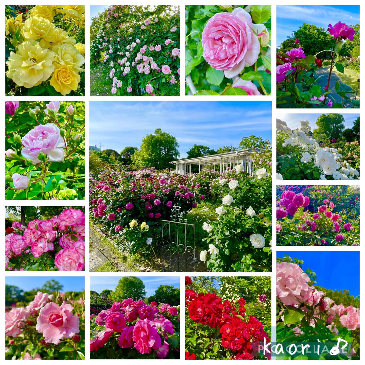 kaori_vn_va's tweet photo. 【バラ苑-2026.5月中旬】
コンサート後の自分への御褒美...フラワーセンターの薔薇✨
閉園時間ギリギリ。甘い香りに包まれて誰も居ない秘密の花園気分を優雅に堪能〜☺️🌹

香り高い薔薇イメージの『愛の挨拶』を🎻♪
https://t.co/898ILVvaXx https://t.co/lvLthxlais