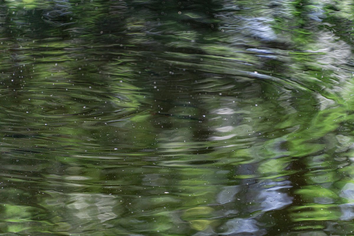 baardmannetje's tweet photo. Rimpelingen in het Groen.
#abstractenatuur #waterreflectie #rimpelingen #groen #impressionisme #monetvibe #sereniteit #natuurpatronen #fineartphotography #wanddecoratie #cirkels #abstractnature #waterreflection #waterripples #abstraktenatur #wasserreflexion #gruenereflexion https://t.co/ZgRURt8DGp