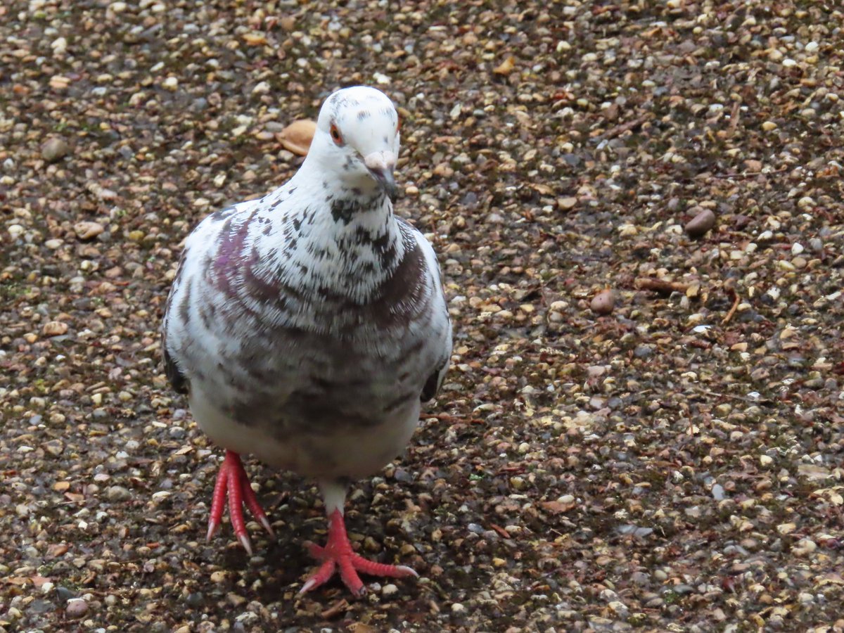 knittedknobs's tweet photo. nice pigeon  #wheresbilloddie #cooooo https://t.co/SwZAztY8Ti