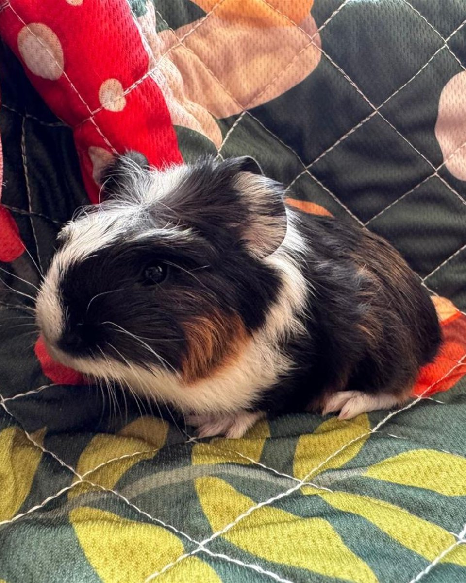 The_Blue_Cross's tweet photo. While love means nothing in tennis, it's what Serena, Venus, and Martina are searching for. 💙

These court favourites love to explore their tunnels, play, and forage in their hay.

Could you give this ace trio a home? Click the link to meet them! 👉 https://t.co/6VwVyBEgVp https://t.co/qEN9mtqbT6