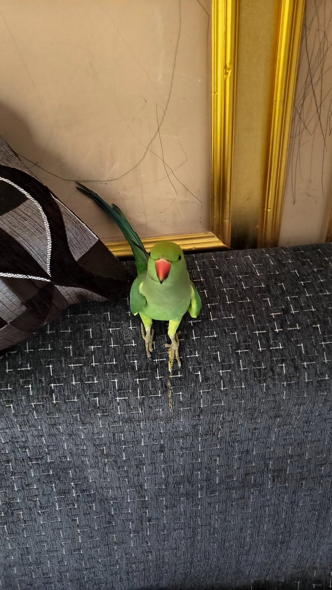 NomadPaw's tweet photo. I usually love all pets, but this MF bastard played a game with me. Actually, this wild parrot accidentally entered my sister's house. A few days later, when I went to meet her, she came walking towards me like she wanted some love and treats. But then he climbed onto the back of my neck and bit me hard. It was the biggest betrayal by any pet in my entire life.