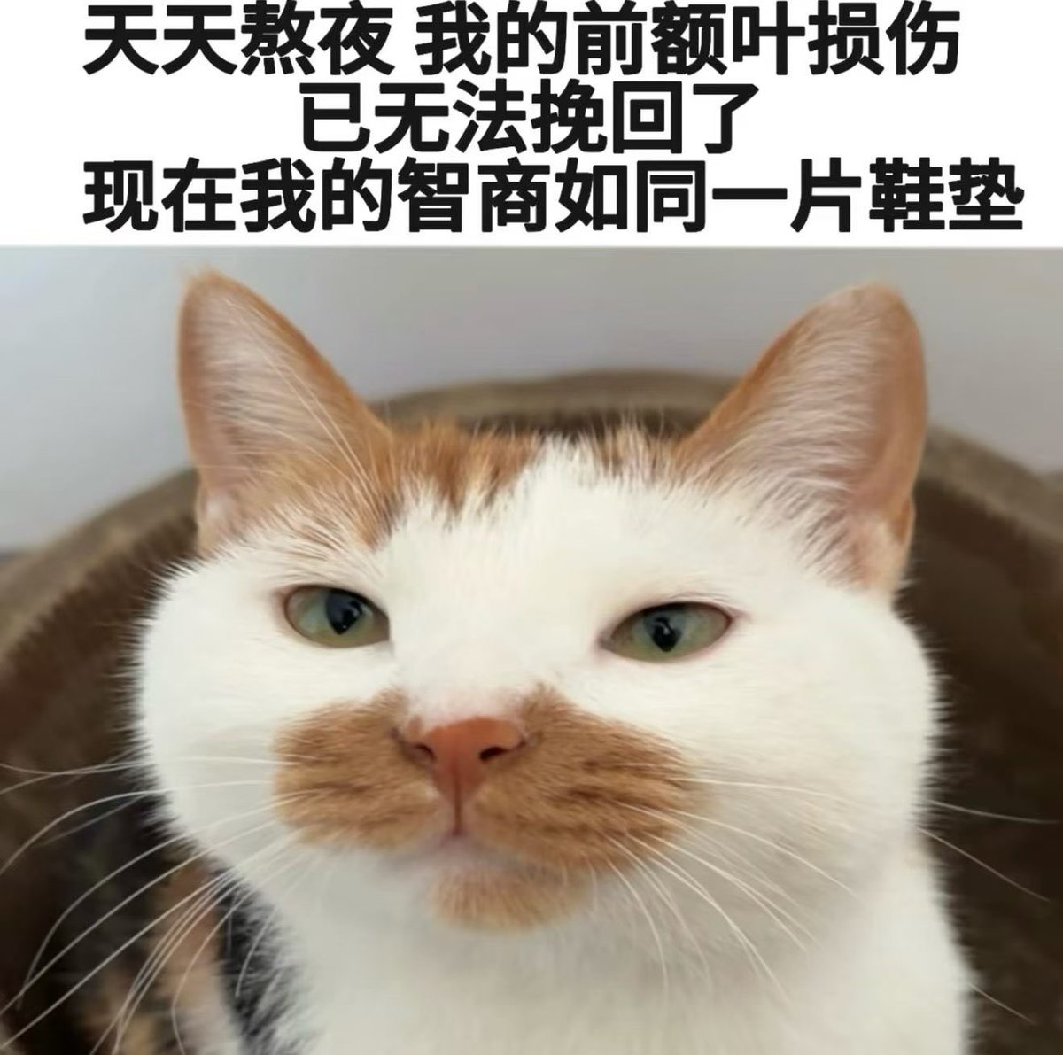 luminescence_0's tweet photo. https://t.co/ZunxXvz5rq