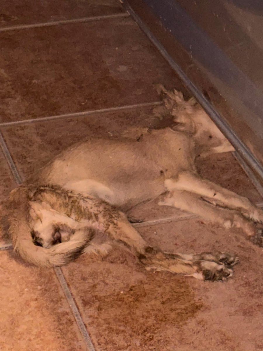 gllgina1's tweet photo. Otro pequeño olvidado.. invisible.. llega reporte de que se encuentra atropellado.. al menos la chica que reporta trato de darle de comer.. ya sin fuerzas el pobre.. debemos aún en la Veterinaria pero imposible dejarlo.. esperemos estar a tiempo 🙏🙏 https://t.co/Pkenz9w4yl