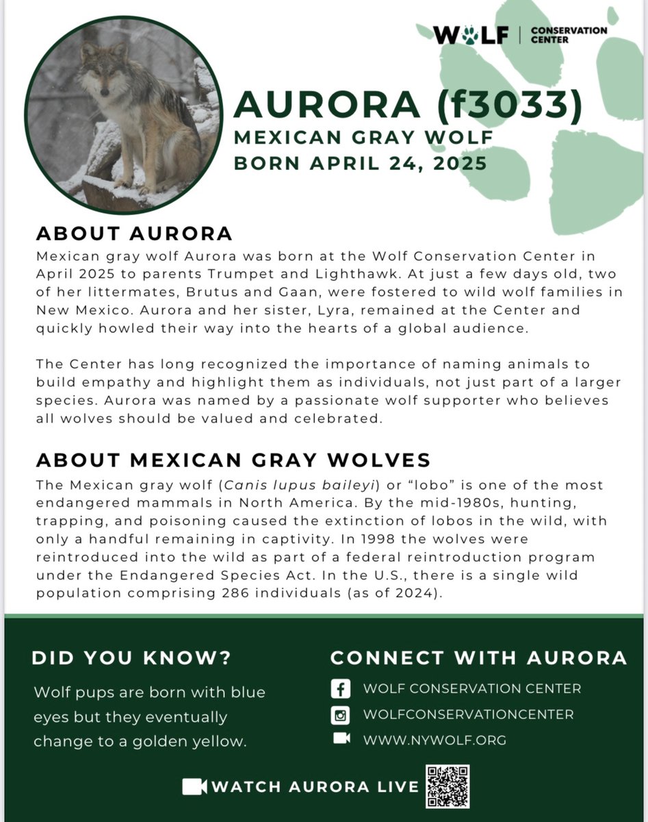 SukiLi_'s tweet photo. I’ll be closing this GA in a few hours. Jasmines there is a wolf named Aurora FYI https://t.co/WZWGb8oha7