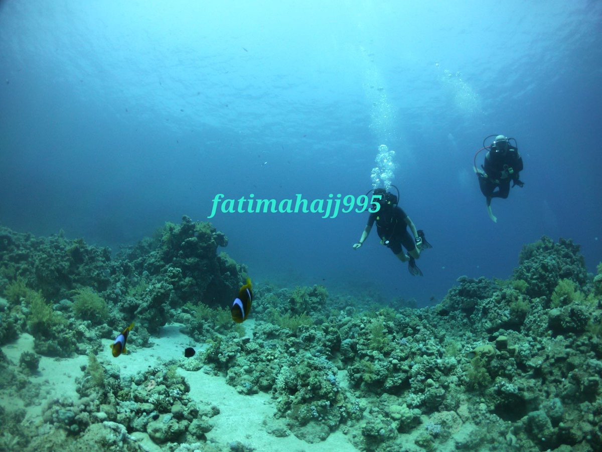 FatimaHajj995's tweet photo. Que veux tu jeune P/D https://t.co/nrPheLOumg