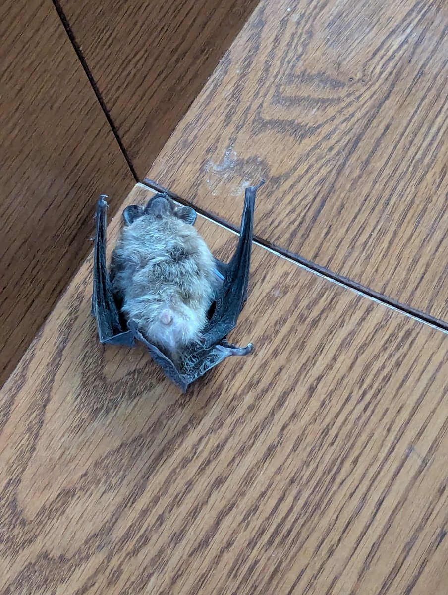 YourPalAnus's tweet photo. RIP lil fluff nugget :( https://t.co/UdWomhbEtD
