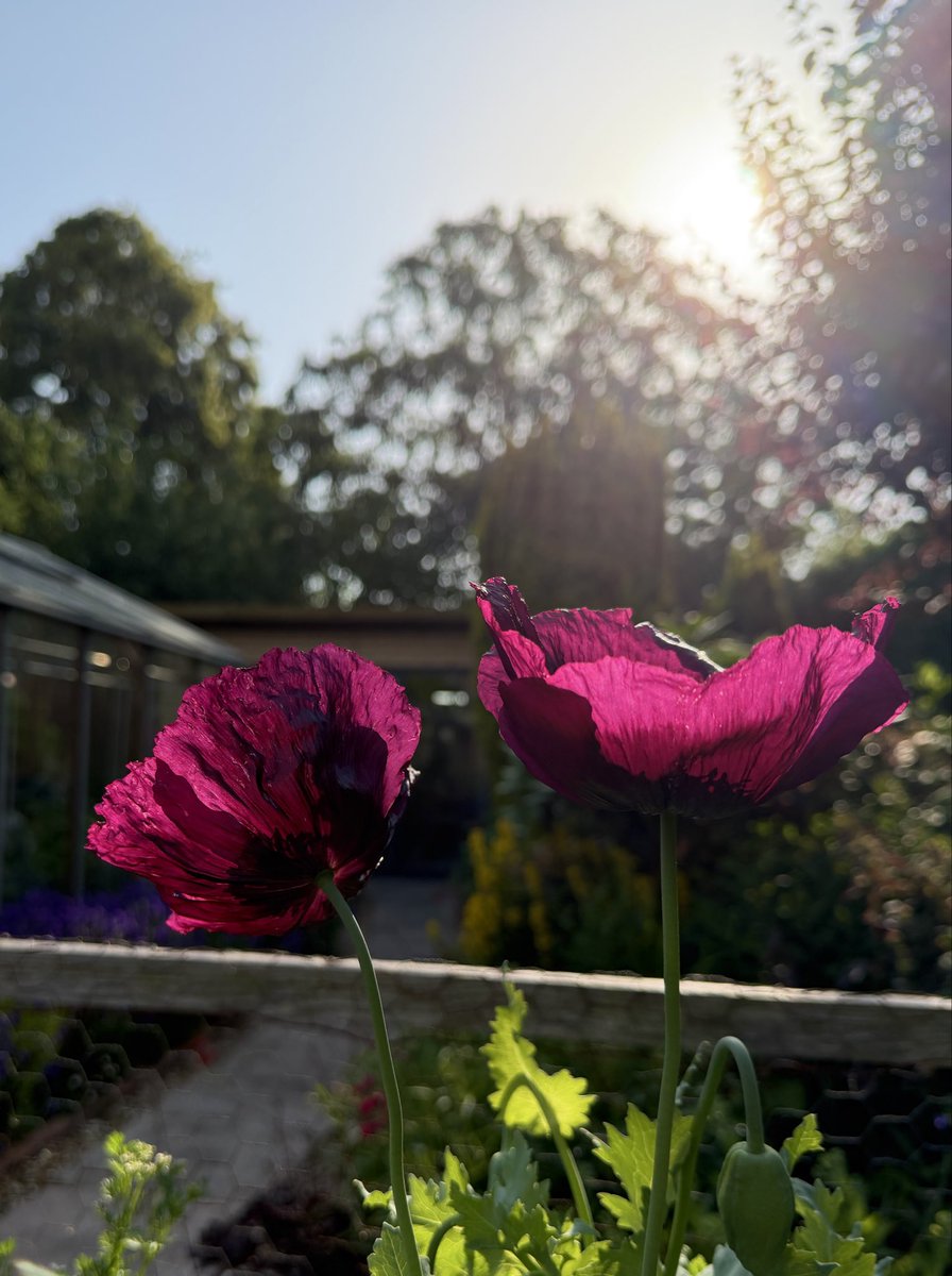 PotteringPolly's tweet photo. Good night from the poppies π©·πΊπ
Short lived, but stunningly beautiful!
#poppy #poppies #papaver #flowers https://t.co/xsSXdc4dXs