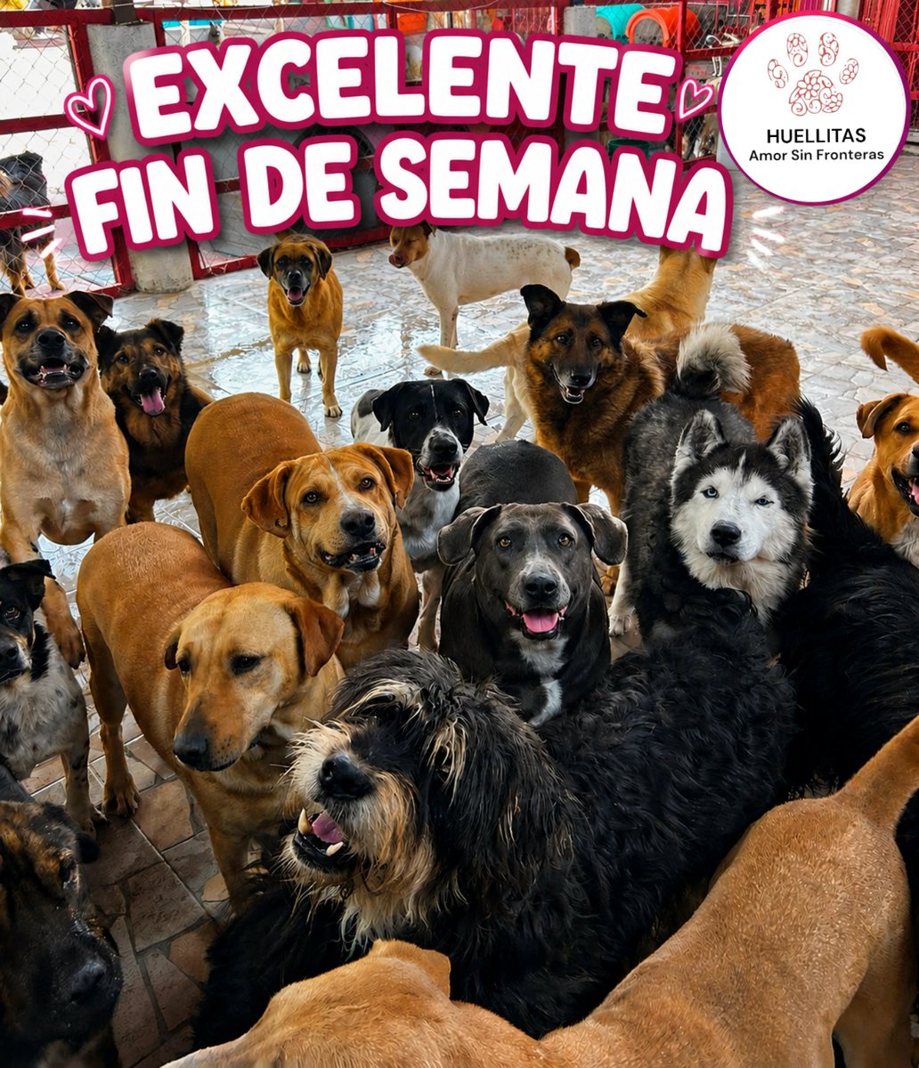 HASF_AnaSDiaz's tweet photo. ❤️🐾 Familia hermosa:
Les deseamos un excelente fin de semana. ❤️

Hay algo que nos inspira todos los días: ellos. A pesar de todo lo que han vivido, cada mañana nos reciben moviendo la colita, con ganas de jugar, de amar y de seguir luchando. Son verdaderos guerreros y nos recuerdan que siempre hay motivos para tener esperanza.

Gracias por caminar a nuestro lado y hacer posibles tantos milagros. 🙏

Hoy comenzamos la colecta para el alimento de la próxima semana. 🥹 No nos olviden. Cada costal, cada patita y cada ayuda nos acerca a poder alimentar a toda la manada.

Juntos logramos milagros. ❤️🐾