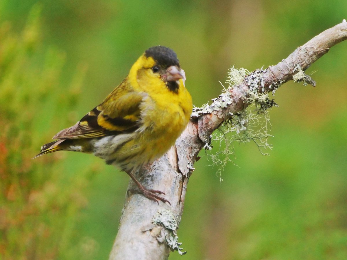 sightfree's tweet photo. Siskin Scotland https://t.co/c7coDxClxb