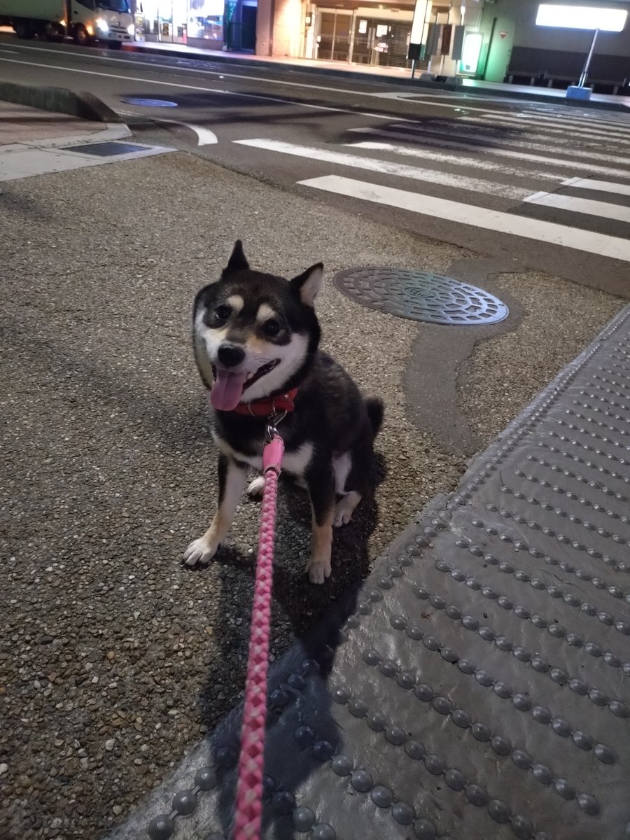 HiBand_Betahifi's tweet photo. 愛犬と散歩
夜明けの散歩。
さぁ　一日がはじまる。 https://t.co/TZkCKBH8re