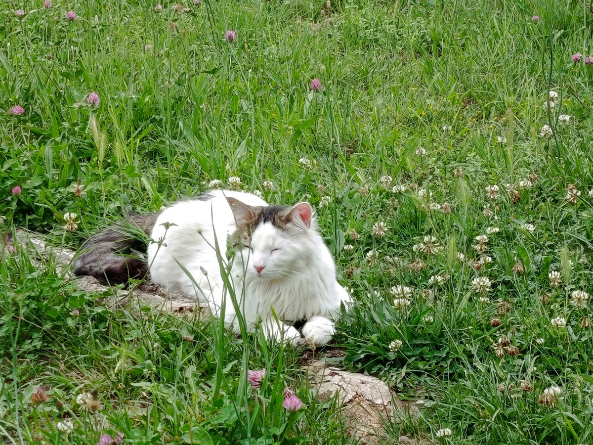 florette07's tweet photo. @AbakpaJob C'est vraiment l'histoire de ma Fluffy,elle s'est installée. Puis j'en voulais un autre, car Fluffy a fait un sur attachement a moi. Et la... Une maman avec 2 chatons,dans mon jardin. J'en ai gardé un,puis la maman a été relâché et l'autre a été mis a l'adoption.Zelda et Fluffy https://t.co/skYTaemhxj