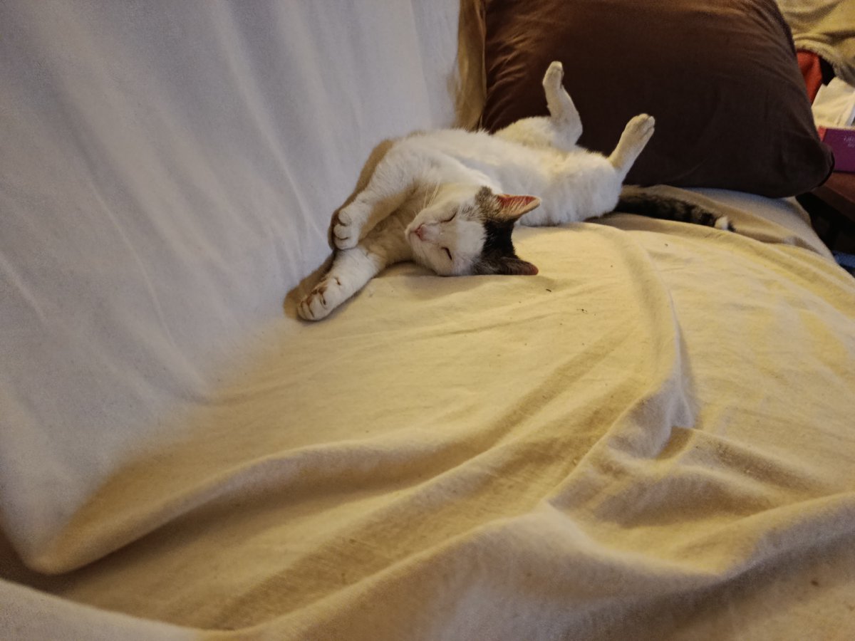 florette07's tweet photo. @AbakpaJob C'est vraiment l'histoire de ma Fluffy,elle s'est installée. Puis j'en voulais un autre, car Fluffy a fait un sur attachement a moi. Et la... Une maman avec 2 chatons,dans mon jardin. J'en ai gardé un,puis la maman a été relâché et l'autre a été mis a l'adoption.Zelda et Fluffy https://t.co/skYTaemhxj