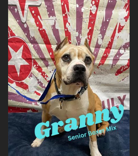 HollywoodDogs's tweet photo. Granny, a 9 1/2-year-old Boxer mix at a full shelter in #WichitaFalls, #TX, needs a forever home, a foster home, or rescue https://t.co/cGVQtvZoMP #URGENT #seniordog #AdoptableDogofDay 🐶 https://t.co/du6WcOIetn