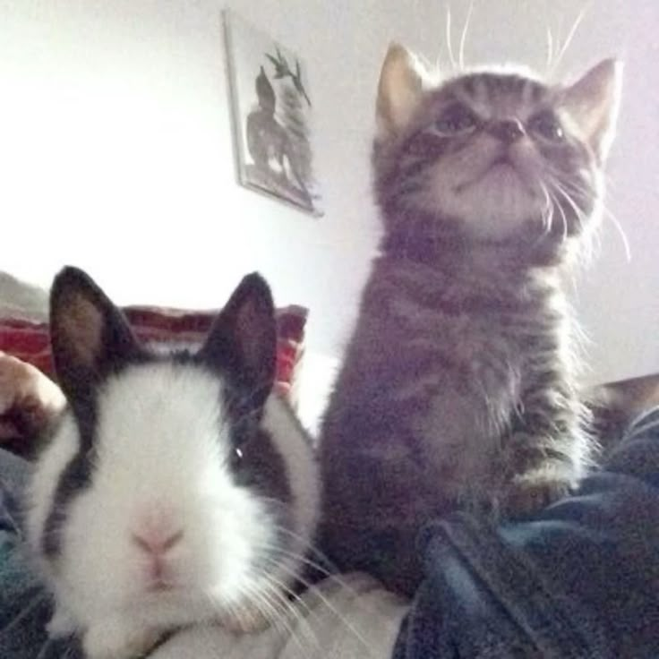 4cvitbunnies's tweet photo. what if we were both small and bouncy https://t.co/t5UdE0Vk6R