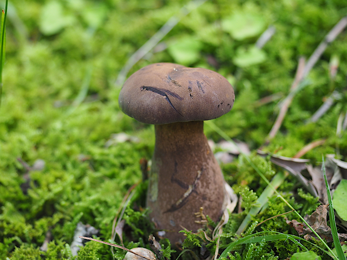 birdfungi's tweet photo. およそ５か月ぶりのきのこ目的の里山歩き。
いろいろ発生していて楽しめた。その中で不明イグチを１本を見つけたが、幼菌だったので採取を断念した。 https://t.co/fp9a0Fd3Q3