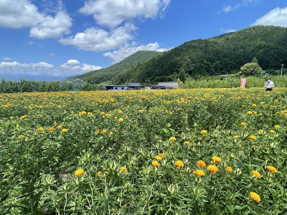 rika_oouchi's tweet photo. また紅花と言うことなかれ。その2

お天気に恵まれ、何より満開の紅花の中、県内各地で紅花まつりが開催されました。

昨日は山形市、天童市、河北町、白鷹町を回りました。
いずれの会場でも、沢山の皆さまにお声をかけていただき、歓待を受け、とても嬉しかったです。

一方で、賑やかなお祭りとは裏腹に、紅花加工品の生産には課題が山積しているのも現実です。
生産あっての紅花まつりであってほしい。

紅花は日本の赤の文化を守ってきた花ですが、同時に地域を守る花でもあります。

来年も再来年も、脈々とお祭りが開催される地域でありますように。

山形県紅花生産組合連合会の会長としてやるべきことは山積していると改めて実感した日でもありました。

地域で頑張っている皆様に感謝の気持ちでいっぱいです。
