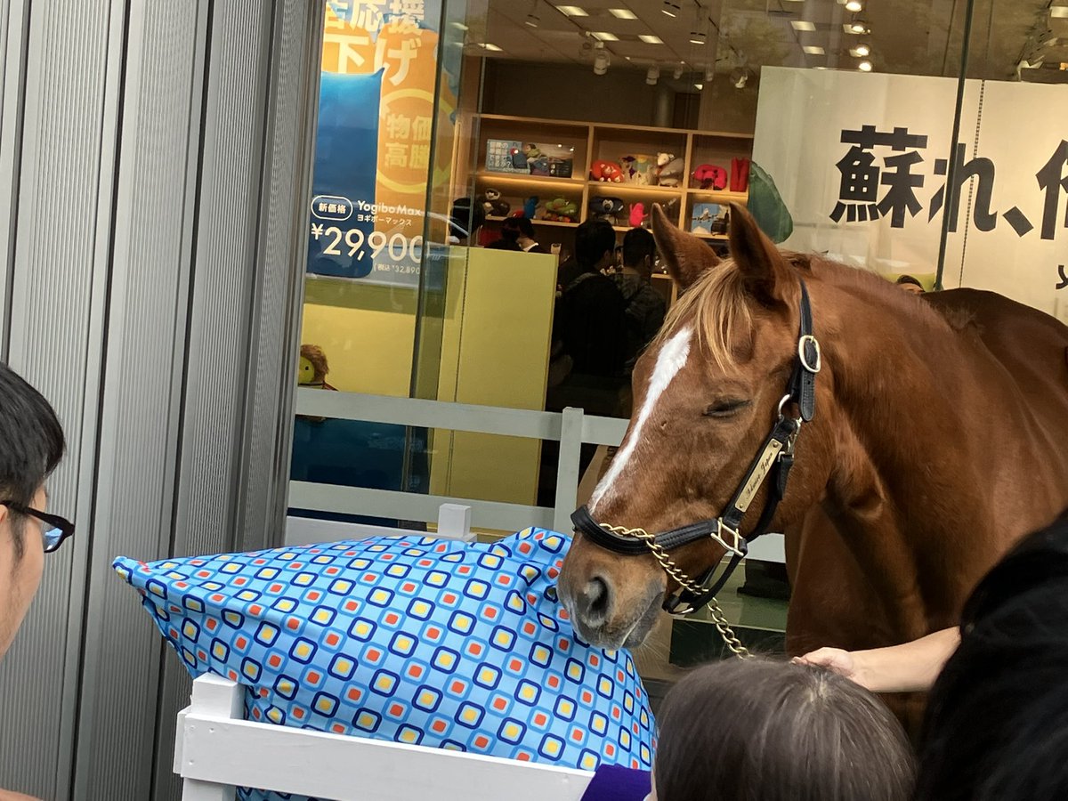 JS5i5D8Ep5KYhSp's tweet photo. 大阪にヨギボー販売の営業にやってきて、枕のフワフワを堪能するアドマイヤジャパンの表情。 https://t.co/s8EsqLY9tq