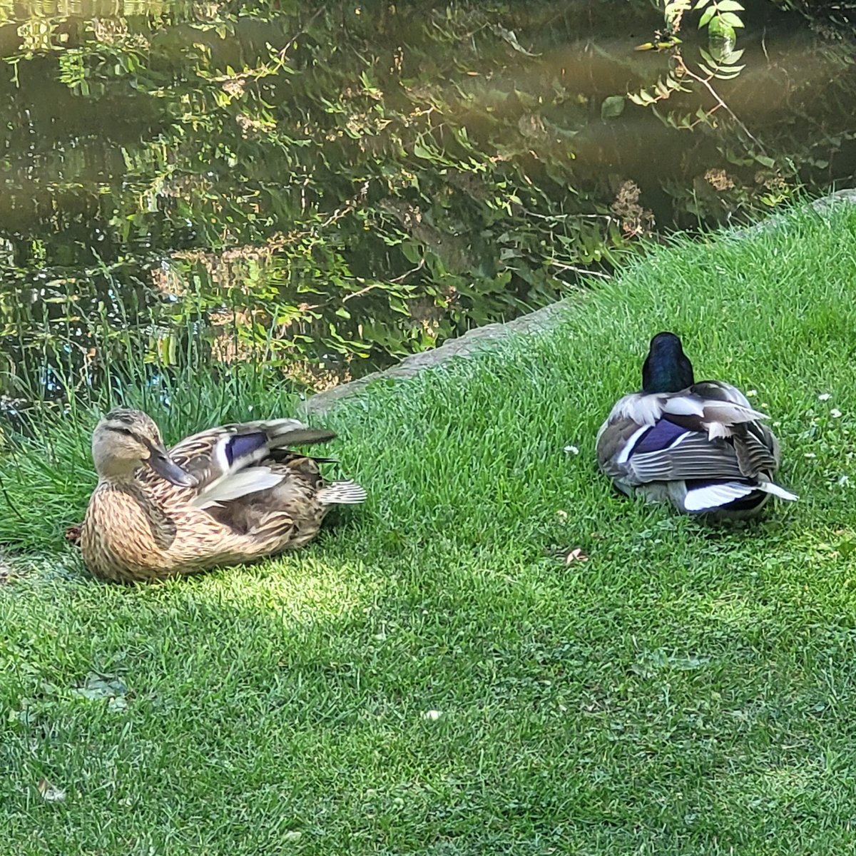 PetesTruth1's tweet photo. Ducks 🙂 https://t.co/4Qfrmkg0d7