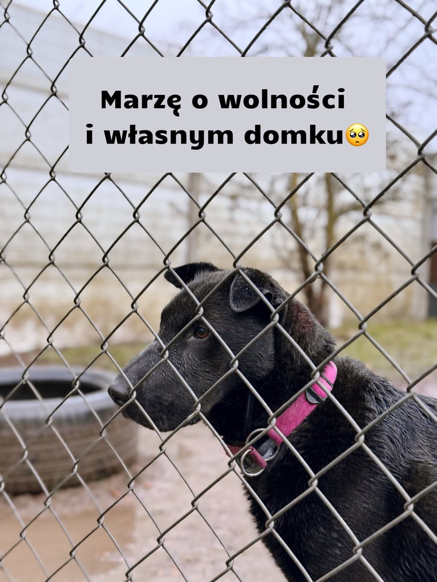 AnnaSernawit's tweet photo. Nie ma problemu w założeniu kagańca,a zabiegi znosi godnie i ze spokojem.Potrzebny jeden człowiek,który zakocha się właśnie w nim - w jego niepowtarzalnej urodzie i energicznej osobowości🆘🆘🆘
Walczymy o jego szansę na normalność💔
☎️519-615-975 https://t.co/ouRPPOJtRO