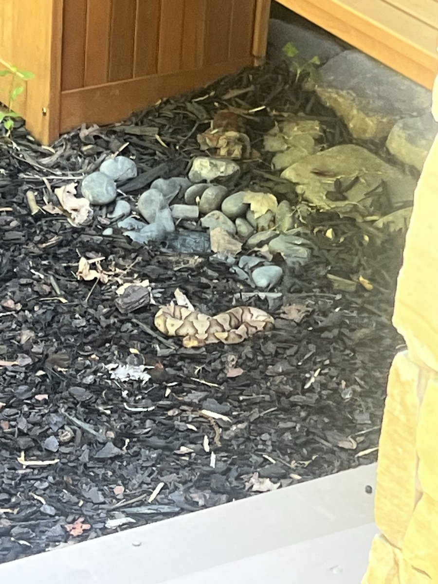 ecstaticastro's tweet photo. So my Independence Day has been a true blue “Don’t Tread On My Ass” freedom fest in Elijay Georgia #copperhead https://t.co/ZUCwm4Ykt0