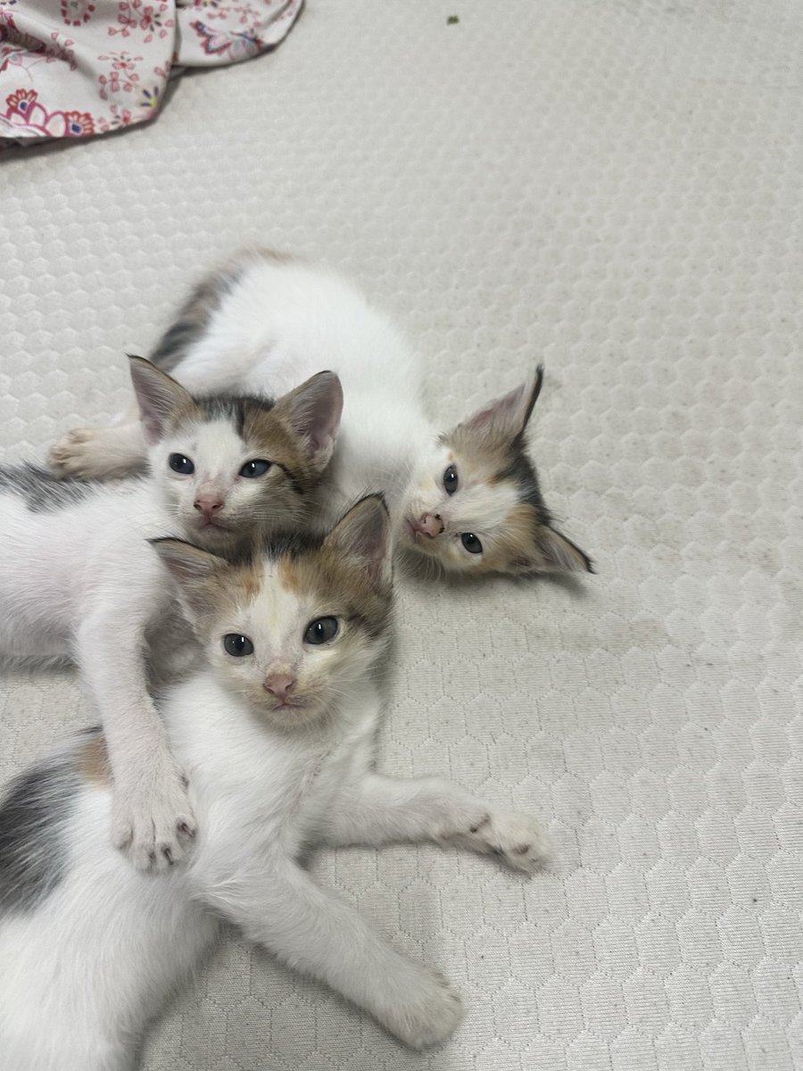 louminhoe's tweet photo. i have 5 cats 🙂‍↔️ and 1. my first born 2. my second born 3. my second born’ children https://t.co/QkSg9ySTNJ
