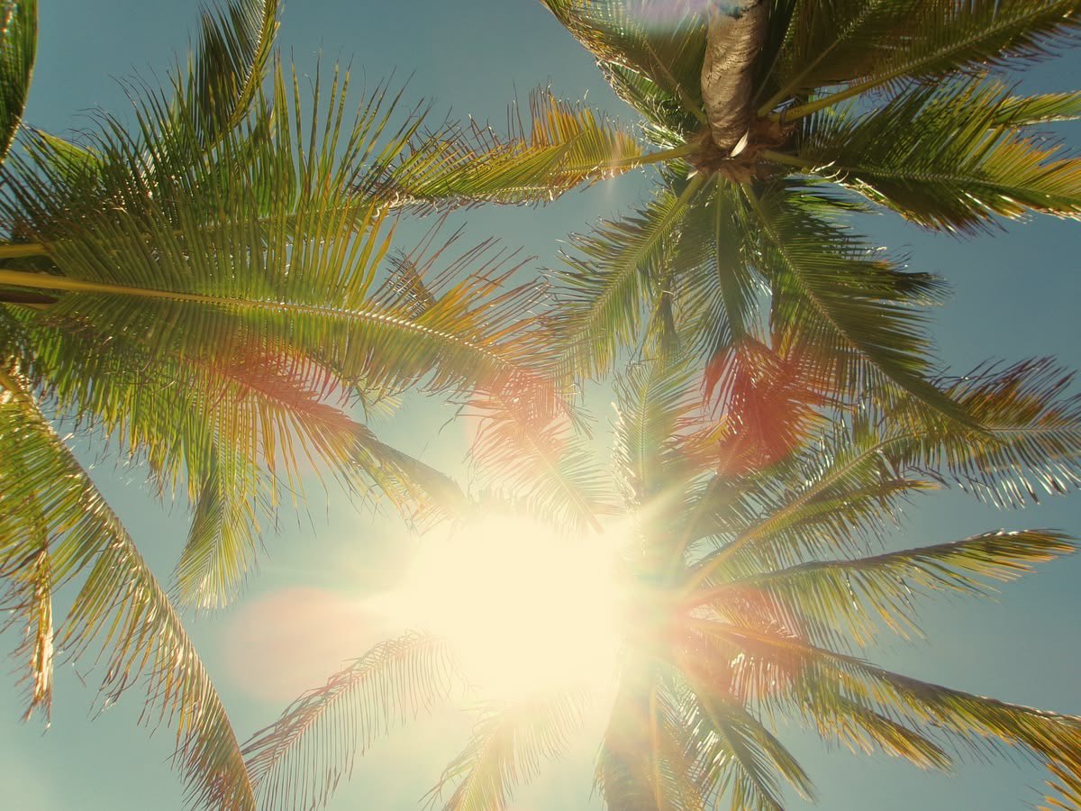 acceptmyalibi's tweet photo. °.🍹⋆❀˖°🌴 https://t.co/2c0EnqjSxc