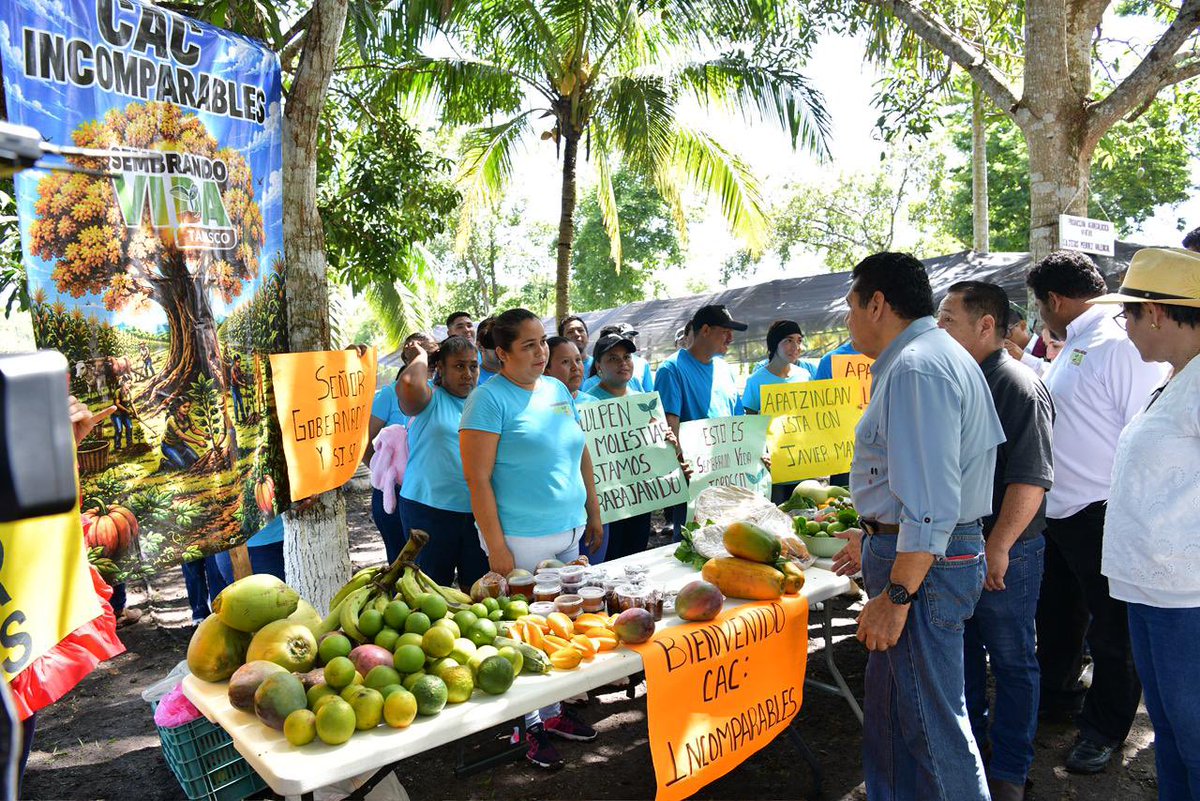 TabascoJavier's tweet photo. Seguimos el trabajo en #Balancán, visitando la Comunidad de Aprendizaje Campesino "El Progreso", en Apatzingán, que forma parte del programa Sembrando Vida Tabasco. Aquí damos fe de que el esfuerzo que se hace está dando frutos; se trabaja en equipo, se comparte sabiduría de los pueblos y se hace un regalo de vida a nuestro planeta.

En la misma comunidad, acompañamos a la Alcaldesa, Beatriz Castañón Félix para hacer entrega de dos incubadoras de huevos para grupos de mujeres del municipio, un programa que impulsa el desarrollo económico y la inclusión.

Vamos muy bien, la transformación avanza y nada la detiene.