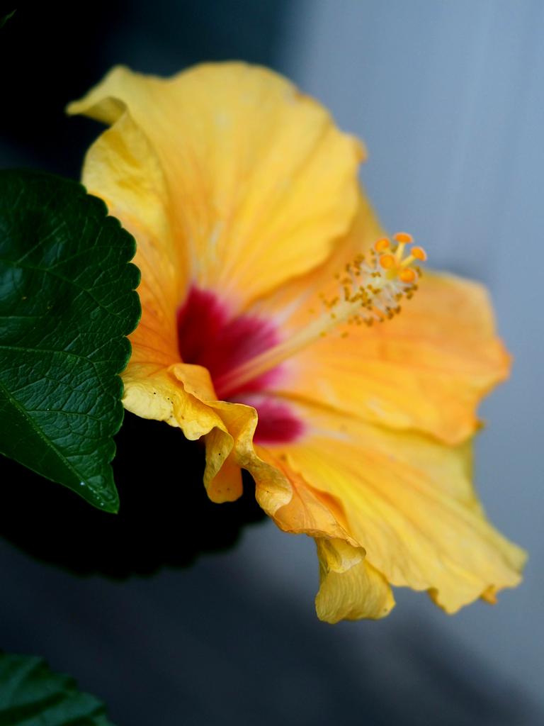 coco_and_moco's tweet photo. 2026-07-05
*☂︎*̣̩⋆̩
　ꕤ…˖*✧ﾊｲﾋﾞｽｶｽ🌺✧
#TLを花でいっぱいにしよう
　⸰ 𖥔 ͙ࣳ⸰ 𖥔 ͙ࣳ⸰ 𖥔 ͙ࣳ⸰ 𖥔 ͙ࣳ⸰ 𖥔 ͙ࣳ https://t.co/NnuYmXK8jH
