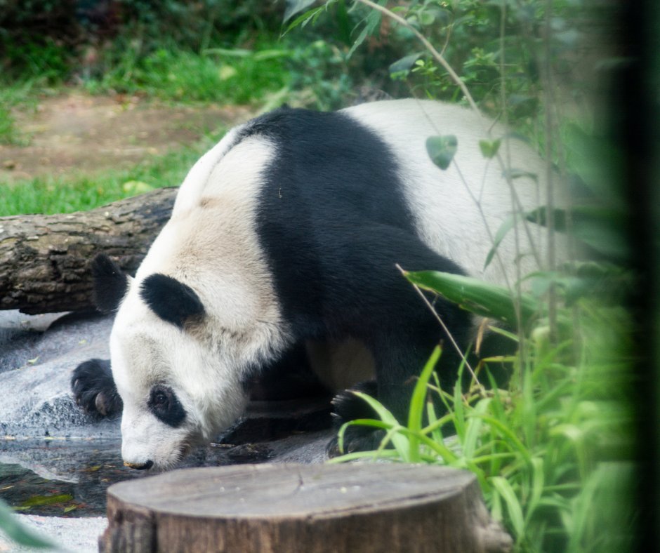 Wikimedia_mx's tweet photo. Nuestra querida Xin Xin es toda una estrella; actualmente es la única panda que no le pertenece a China y es una de las pandas más longevas de su especie con 36 añitos [el récord de edad es de 38 años] 🐼🎉

#WikiFacts

📸: ProtoplasmaKid, CC BY-SA 4.0 https://t.co/jeF7bUyhud