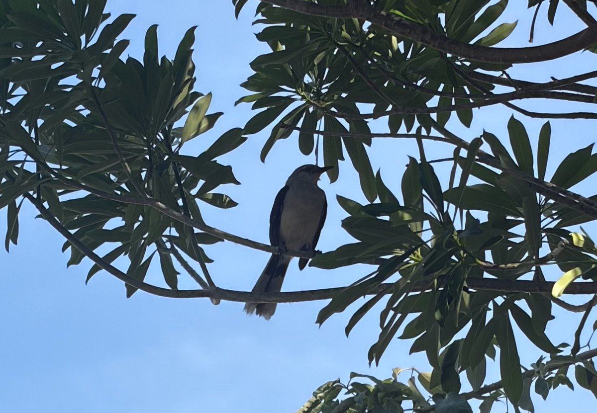 mojavefour's tweet photo. i'm not the best bird photographer but i try https://t.co/HVBVzmDevf