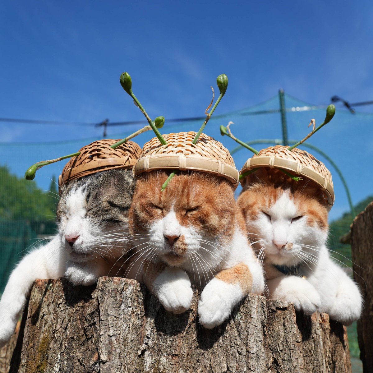 のせ猫