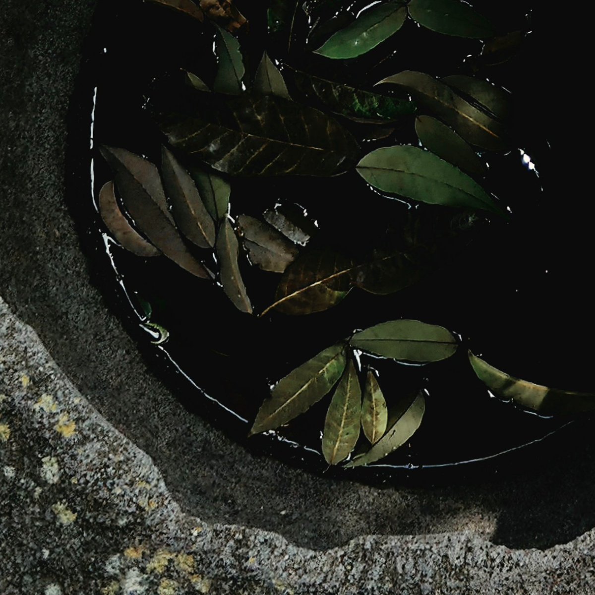 k_griv's tweet photo. 落ち葉
fallen leaves https://t.co/77Z7n0yXbP