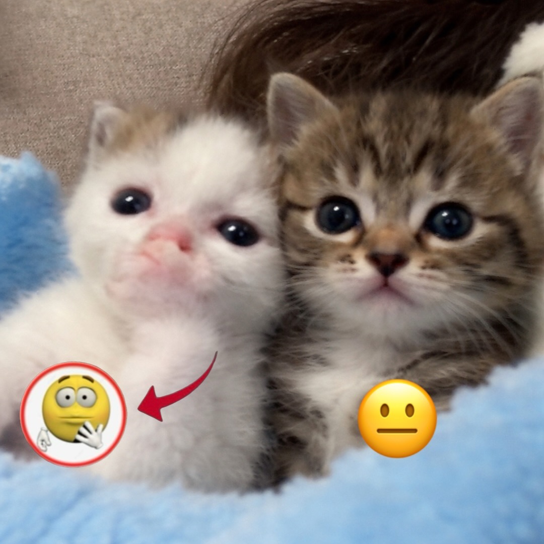 Catsillyness's tweet photo. https://t.co/L25veBqqsr